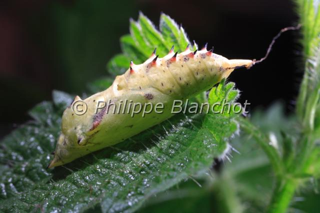 inachis io chrysalide.JPG - Inachis ioChrysalide du Paon du jourPeacockLepidoptera, NymphalidaeFrance